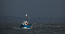 Fishing vessel at Douarnenez. © Philip Plisson / Plisson La Trinité / AA25033 - Photo Galleries - Fishing vessel