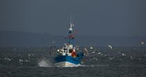 Fishing vessel at Douarnenez. © Philip Plisson / Plisson La Trinité / AA25034 - Photo Galleries - Fishing vessel