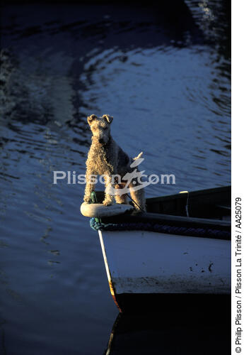 In the port of Doëlan - © Philip Plisson / Plisson La Trinité / AA25079 - Photo Galleries - Dog