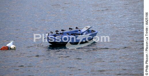 Tournepierre sur une barque. - © Philip Plisson / Plisson La Trinité / AA25166 - Nos reportages photos - Oiseau marin