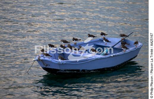 Tournepierre sur une barque. - © Philip Plisson / Plisson La Trinité / AA25167 - Nos reportages photos - Barque