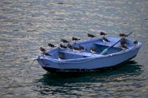 Tournepierre sur une barque. © Philip Plisson / Plisson La Trinité / AA25167 - Nos reportages photos - Faune