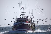 Return fishing Guilvinec. © Philip Plisson / Plisson La Trinité / AA25229 - Photo Galleries - Fishing vessel