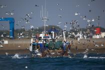 Retour de pêche au Guilvinec. © Philip Plisson / Plisson La Trinité / AA25236 - Nos reportages photos - Bateau de pêche