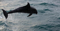 Dolphin before Sein. © Philip Plisson / Plisson La Trinité / AA25465 - Photo Galleries - Fauna and Flora