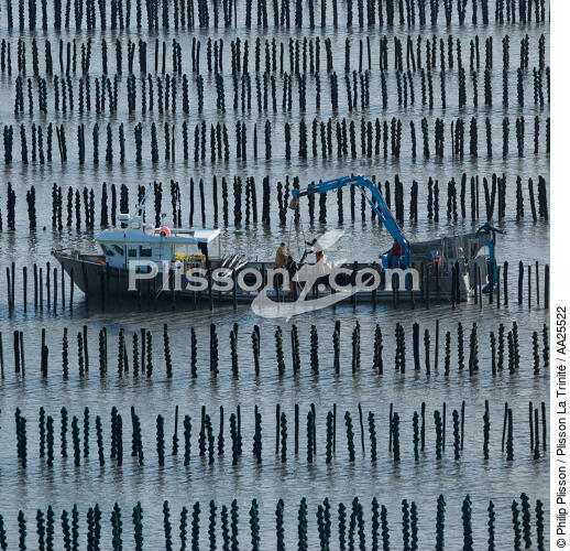 Mussel breeding,Aiguillon Bay - © Philip Plisson / Plisson La Trinité / AA25522 - Photo Galleries - Square format