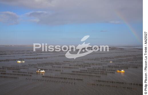 Mussel breeding,Aiguillon Bay - © Philip Plisson / Plisson La Trinité / AA25527 - Photo Galleries - Vendée