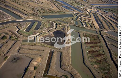 island of Oléron. - © Philip Plisson / Plisson La Trinité / AA25618 - Photo Galleries - Oyster farming