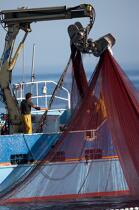 Pêche à la sardine en baie de Concarneau © Philip Plisson / Plisson La Trinité / AA25646 - Nos reportages photos - Site [29]