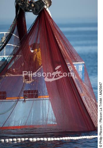 Pêche à la sardine en baie de Concarneau - © Philip Plisson / Plisson La Trinité / AA25647 - Nos reportages photos - Finistère