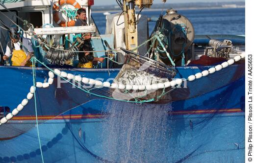 Pêche à la sardine en baie de Concarneau - © Philip Plisson / Plisson La Trinité / AA25653 - Nos reportages photos - Type de pêche
