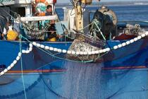 Pêche à la sardine en baie de Concarneau © Philip Plisson / Plisson La Trinité / AA25653 - Nos reportages photos - Filet de pêche