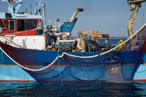 Pêche à la sardine en baie de Concarneau © Philip Plisson / Plisson La Trinité / AA25660 - Nos reportages photos - Filet de pêche