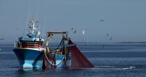 Pêche à la sardine en baie de Concarneau © Philip Plisson / Plisson La Trinité / AA25664 - Nos reportages photos - Vue non aérienne