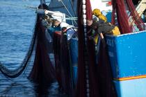 Pêche à la sardine en baie de Concarneau © Philip Plisson / Plisson La Trinité / AA25670 - Nos reportages photos - Filet de pêche