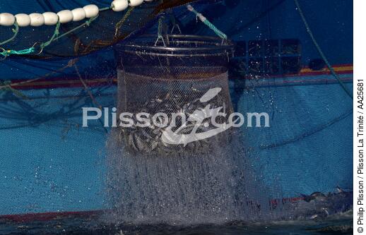 Pêche à la sardine en baie de Concarneau - © Philip Plisson / Plisson La Trinité / AA25681 - Nos reportages photos - Materiel de pêche