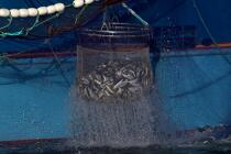 Pêche à la sardine en baie de Concarneau © Philip Plisson / Plisson La Trinité / AA25681 - Nos reportages photos - Site [29]