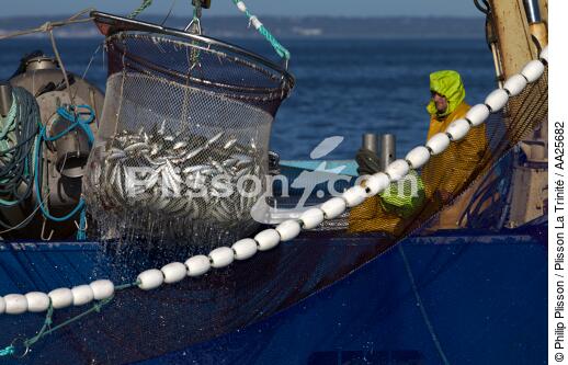Pêche à la sardine en baie de Concarneau - © Philip Plisson / Plisson La Trinité / AA25682 - Nos reportages photos - Pêche à la senne
