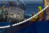 Pêche à la sardine en baie de Concarneau © Philip Plisson / Plisson La Trinité / AA25682 - Nos reportages photos - Site [29]
