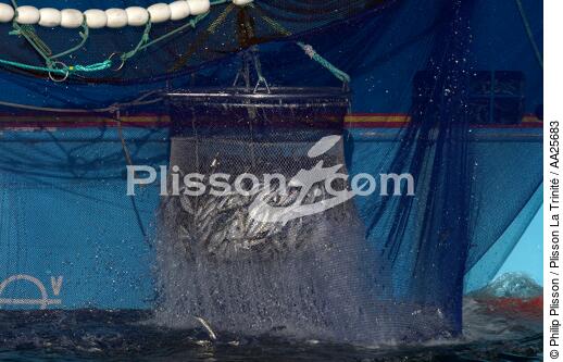 Pêche à la sardine en baie de Concarneau - © Philip Plisson / Plisson La Trinité / AA25683 - Nos reportages photos - Pêche à la senne