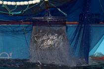 Pêche à la sardine en baie de Concarneau © Philip Plisson / Plisson La Trinité / AA25683 - Nos reportages photos - Faune