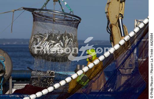 Pêche à la sardine en baie de Concarneau - © Philip Plisson / Plisson La Trinité / AA25684 - Nos reportages photos - Materiel de pêche