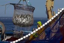 Pêche à la sardine en baie de Concarneau © Philip Plisson / Plisson La Trinité / AA25684 - Nos reportages photos - Site [29]