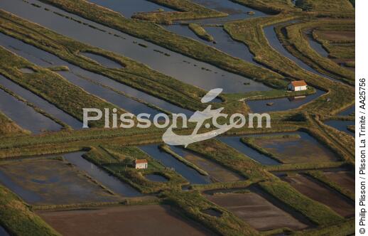 Marennes - © Philip Plisson / Plisson La Trinité / AA25756 - Photo Galleries - Oyster farming
