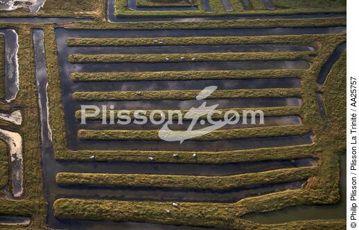 Marennes - © Philip Plisson / Plisson La Trinité / AA25757 - Photo Galleries - Oyster farming