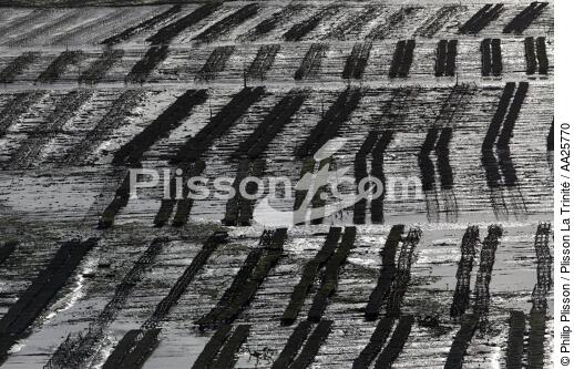 Otréhiculture prés d'Oléron - © Philip Plisson / Plisson La Trinité / AA25770 - Nos reportages photos - Métier