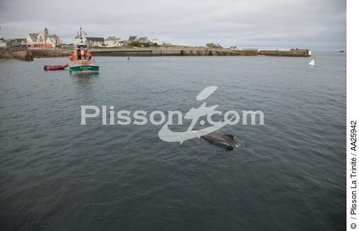 Sein island - ©  / Plisson La Trinité / AA25942 - Photo Galleries - Sea mammal
