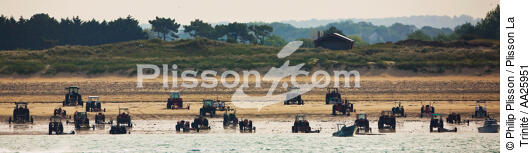 Cotentin, côte ouest, mise à l'eau des doris sur une plage. - © Philip Plisson / Plisson La Trinité / AA25951 - Nos reportages photos - Tracteur