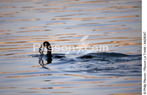 Cormorant - © Philip Plisson / Plisson La Trinité / AA26047 - Photo Galleries - Fauna