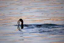Cormorant © Philip Plisson / Plisson La Trinité / AA26047 - Photo Galleries - Cormorant