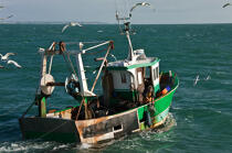 Trawler boat from Trinité © Philip Plisson / Plisson La Trinité / AA26331 - Photo Galleries - Job