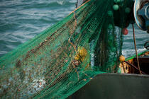 Trawler boat from la Trinité sur mer © Philip Plisson / Plisson La Trinité / AA26338 - Photo Galleries - Fishing vessel