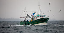 Pêche a la sardine pour la Quiberonaise © Philip Plisson / Plisson La Trinité / AA26400 - Nos reportages photos - Bateau de pêche