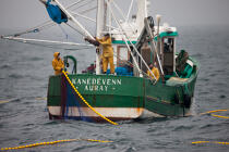 Pêche a la sardine pour la Quiberonaise © Philip Plisson / Plisson La Trinité / AA26402 - Nos reportages photos - Pêche à la senne