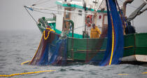 Pêche a la sardine pour la Quiberonaise © Philip Plisson / Plisson La Trinité / AA26403 - Nos reportages photos - Pêcheur