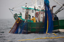 Pêche a la sardine pour la Quiberonaise © Philip Plisson / Plisson La Trinité / AA26404 - Nos reportages photos - Pêcheur