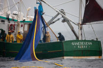 Sardine fishing boat . © Philip Plisson / Plisson La Trinité / AA26406 - Photo Galleries - Fishing vessel