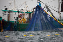 Pêche a la sardine pour la Quiberonaise © Philip Plisson / Plisson La Trinité / AA26407 - Nos reportages photos - Pêche à la senne