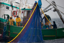 Pêche a la sardine pour la Quiberonaise © Philip Plisson / Plisson La Trinité / AA26408 - Nos reportages photos - Pêche à la senne