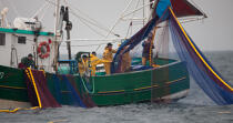 Sardine fishing boat . © Philip Plisson / Pêcheur d’Images / AA26409 - Photo Galleries - Sardine fishing