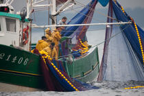 Pêche a la sardine pour la Quiberonaise © Philip Plisson / Plisson La Trinité / AA26412 - Nos reportages photos - Métier