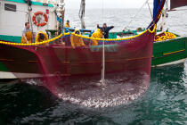 Pêche a la sardine pour la Quiberonaise © Philip Plisson / Plisson La Trinité / AA26414 - Nos reportages photos - Bateau de pêche