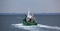 Pêche a la sardine pour la Quiberonaise © Philip Plisson / Plisson La Trinité / AA26415 - Nos reportages photos - Bateau de pêche