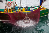 Pêche a la sardine pour la Quiberonaise © Philip Plisson / Pêcheur d’Images / AA26416 - Nos reportages photos - De Bénodet à Etel