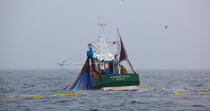 Pêche a la sardine pour la Quiberonaise © Philip Plisson / Plisson La Trinité / AA26418 - Nos reportages photos - Bateau de pêche