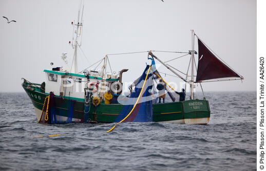 Pêche a la sardine pour la Quiberonaise - © Philip Plisson / Plisson La Trinité / AA26420 - Nos reportages photos - Pêche à la sardine